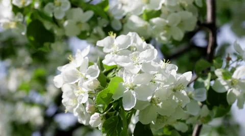 Apple flowers in bloom close up Stock Footage 56925876