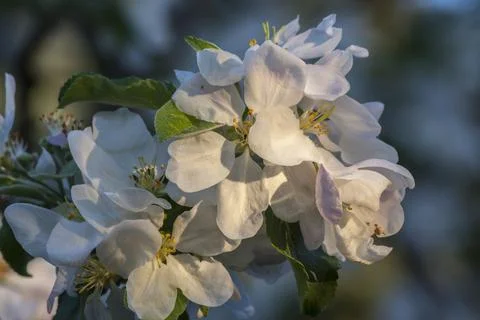 Apple flowers bloomed in spring Stock Photos