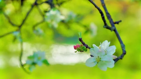 Apple flowers bokeh HD Stock Footage 52633376