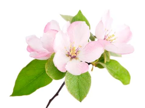 Apple flowers branch Stock Photos