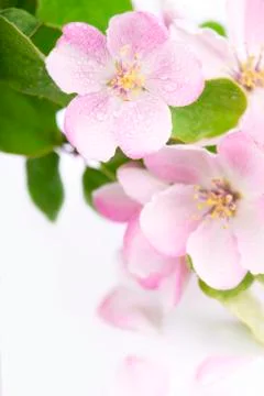 Apple flowers branch Stock-Fotos