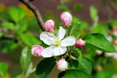 Apple flowers close-up. Foto stock