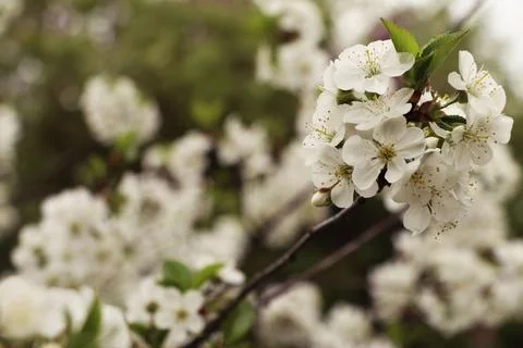 Apple flowers close up Stock Photos