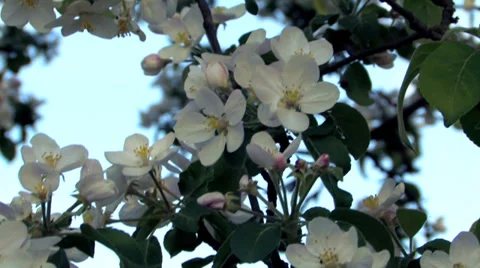 Apple flowers Stock Footage 38297815
