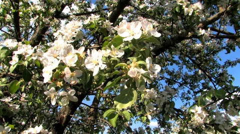 Apple flowers Stock Footage 38297830