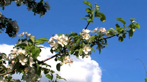Apple flowers Stock Footage 38297943