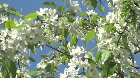 Apple flowers 動画素材 60213286