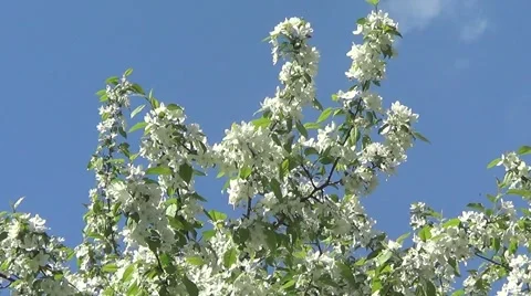 Apple flowers Stock Footage 60213527