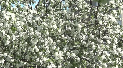 Apple flowers Stock Footage 60213564