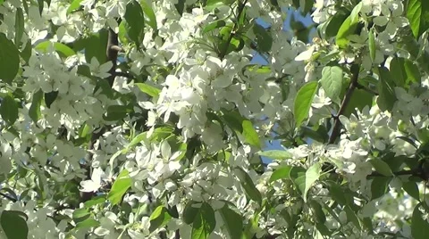 Apple flowers Stock Footage 60213849