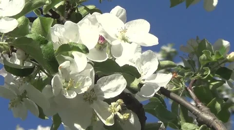 Apple flowers Stock Footage 60213970