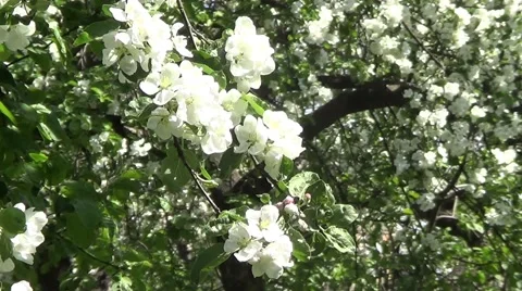 Apple flowers Stock Footage 60214264