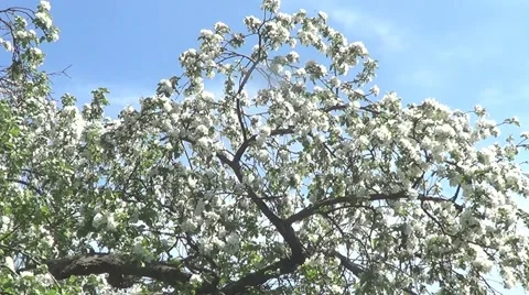 Apple flowers Stock Footage 60214452