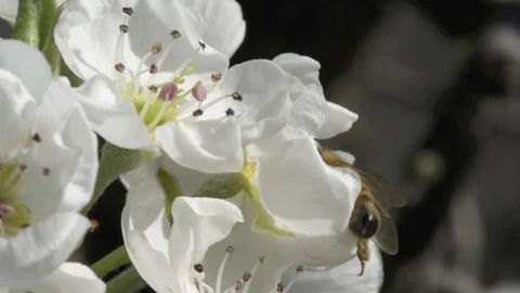 Apple flowers Stock Footage 74116975