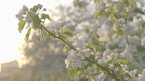 Apple flowers. Stock Footage 89467772