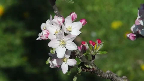 Apple Flowers Video stock 131673737