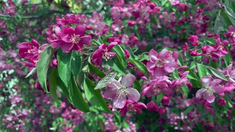 Apple flowers Stock Footage 195463981