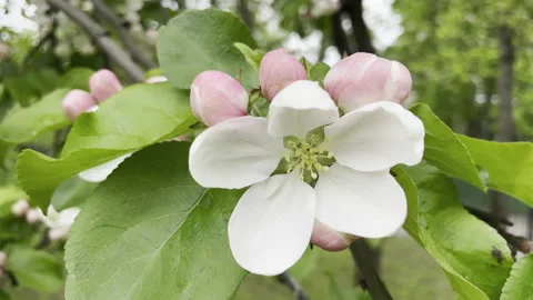 Apple flowers Stockbeeldmateriaal 195523119