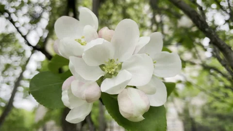 Apple flowers Stockbeeldmateriaal 195523365