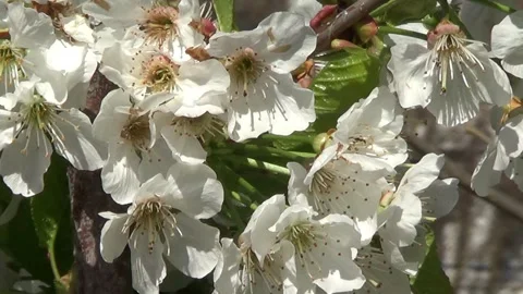 Apple flowers 스톡 동영상 329378999