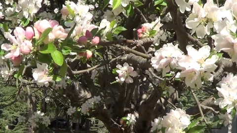 Apple flowers 스톡 동영상 334860441