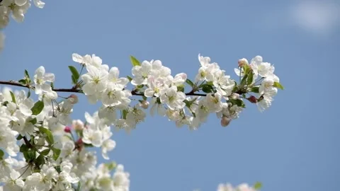 Apple flowers full bloom in spring. Apple blossom on blue sky background. Stock Footage 153287974