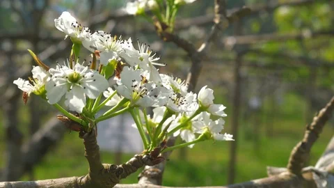 Apple flowers nature Stock Footage 83074210