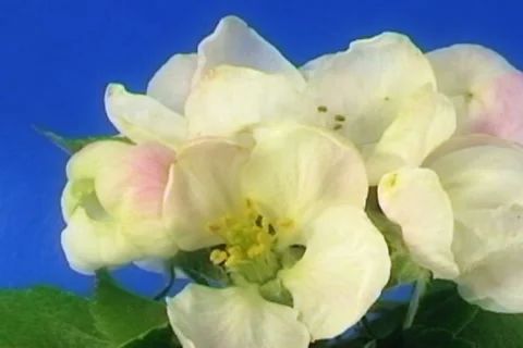 Apple flowers NTSC Stock Footage