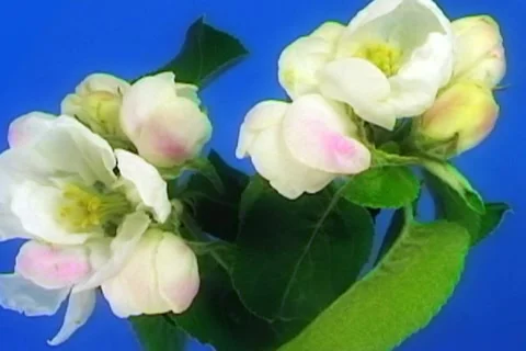 Apple flowers NTSC Stock Footage 21240091