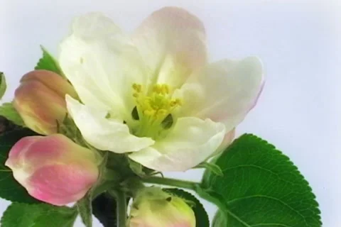 Apple flowers NTSC 動画素材 21240107