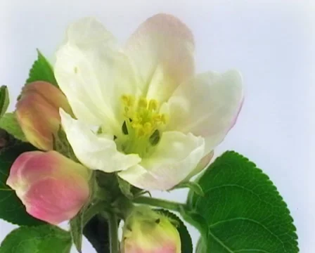 Apple flowers PAL Stock Footage 20979465