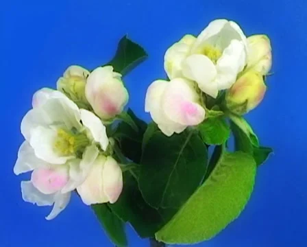 Apple flowers PAL 動画素材 20979695