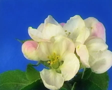 Apple flowers PAL Video stock 20982587
