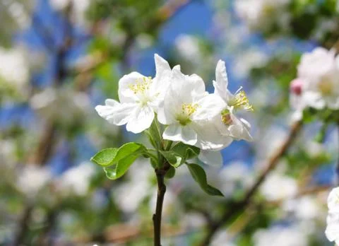 Apple flowers Stock Photos