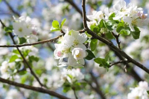 Apple flowers Stock Photos