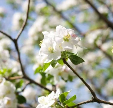 Apple flowers Foto stock