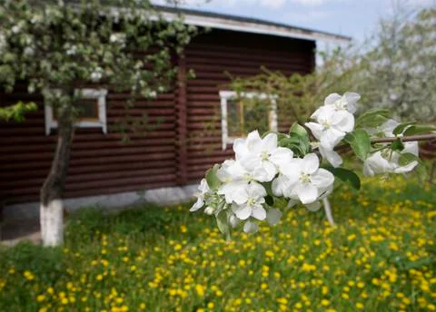 Apple-flowers Stock Photos