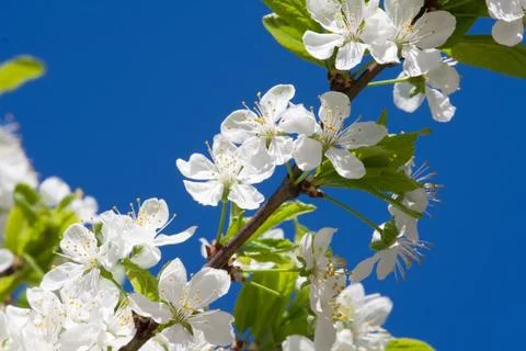 Apple flowers Stock Photos