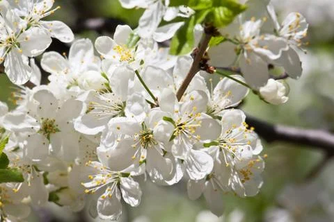 Apple flowers Stock Photos