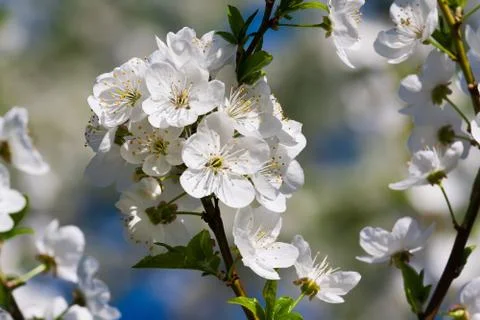 Apple flowers Stock Photos