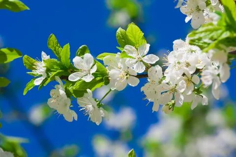 Apple flowers Stock Photos