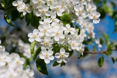 Apple flowers Stock Photos