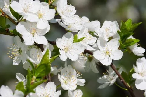 Apple flowers Stock Photos