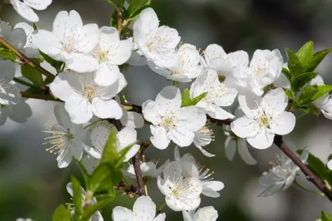 Apple flowers Stock Photos