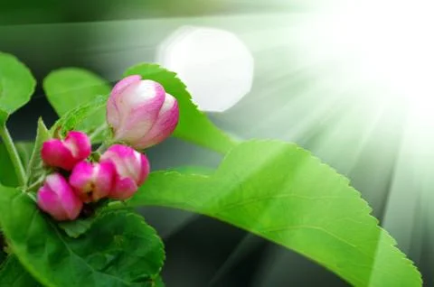 Apple flowers Stock Photos