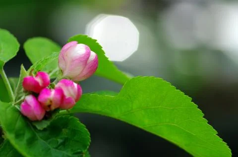 Apple flowers Foto stock