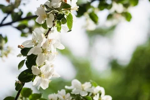 Apple flowers Stock Photos