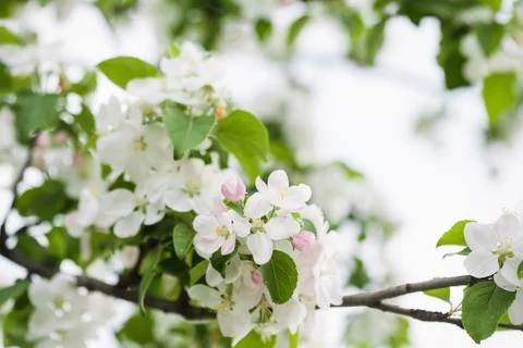 Apple flowers Stock Photos