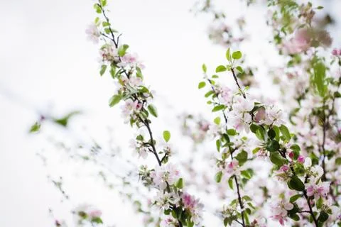 Apple flowers Stock Photos