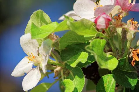 Apple flowers Stock Photos